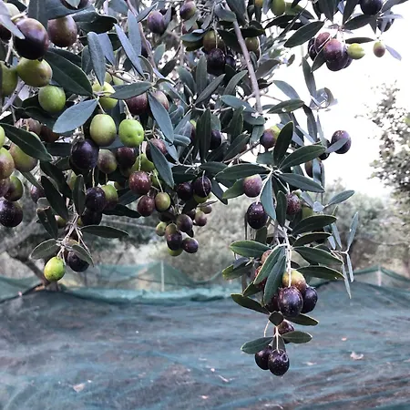 E Maneggio Poggio Leone Farm stay *