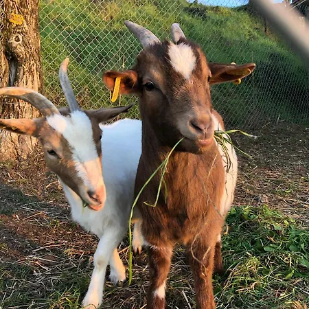E Maneggio Poggio Leone مزرعة للإقامة