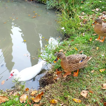 E Maneggio Poggio Leone غامباسي تيرمي